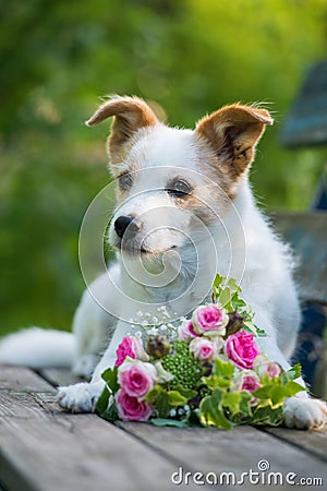 Cute little terrier dog with a roses flower bouquet Stock Photo